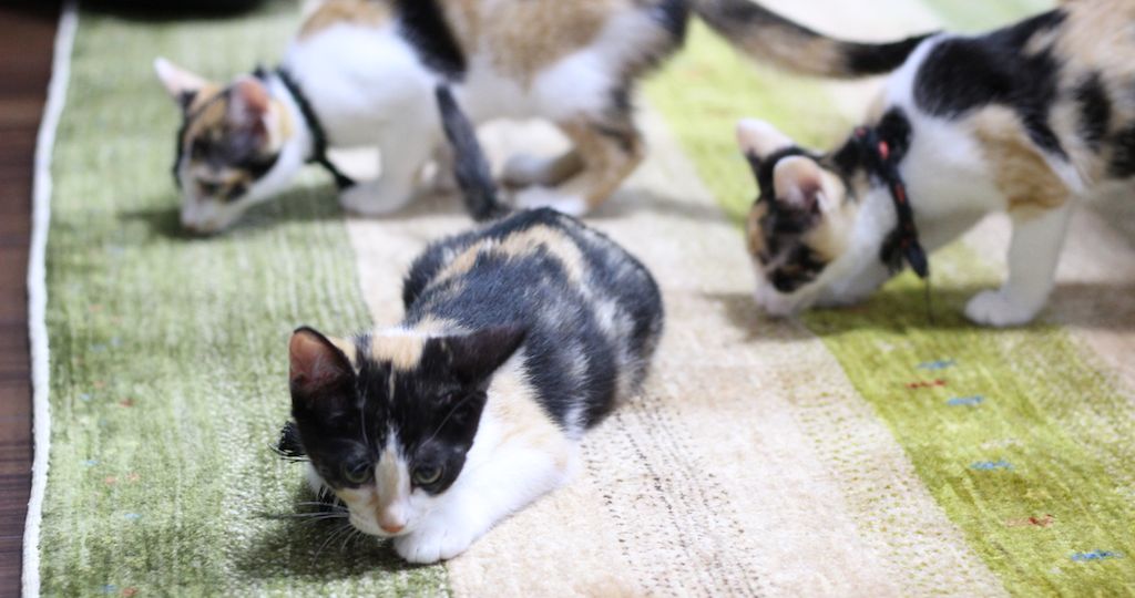 ギャッベ