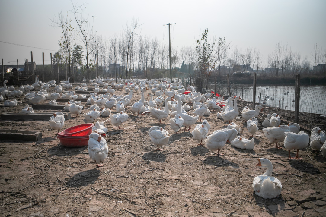 中国グース農場